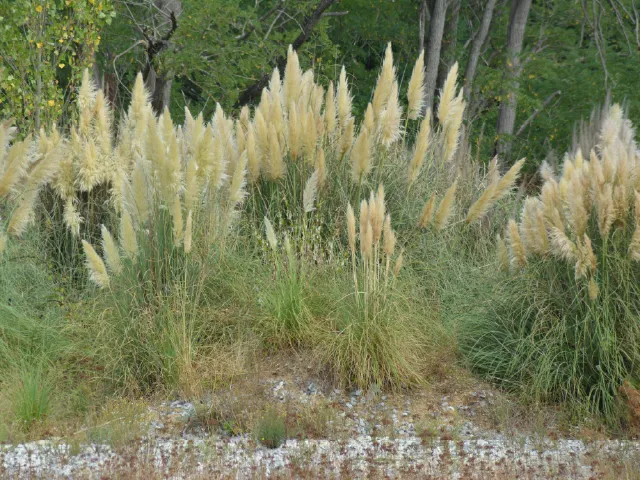 Herbe de la pampa